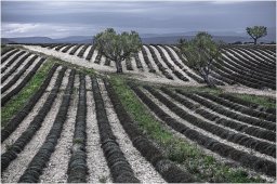 nury marc_plateau de valensole 71